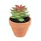 Mini Premade Succulents in Terra Cotta Pots, 6ct. by Ashland®